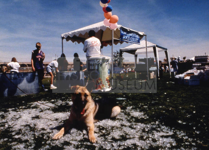 Ice, Dog, American Heart Walk Event, Tempe Beach Park, February 2001