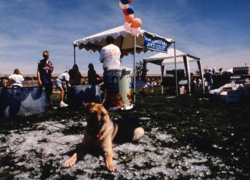 Ice, Dog, American Heart Walk Event, Tempe Beach Park, February 2001