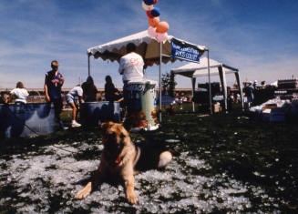 Ice, Dog, American Heart Walk Event, Tempe Beach Park, February 2001