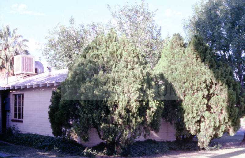 501 S. Ash Ave.