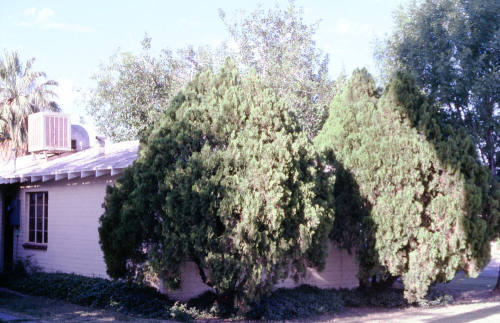 501 S. Ash Ave.