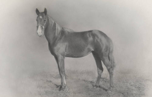 Howard Pyle's First Horse, Sandy