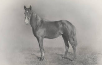 Howard Pyle's First Horse, Sandy
