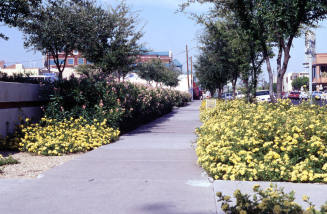 21 E. 6th Street - Sidewalk and plants