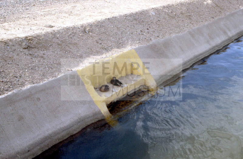 Two duck perched on steps along a canal.