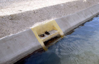 Two duck perched on steps along a canal.