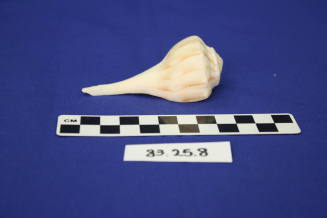 Decorative Shell