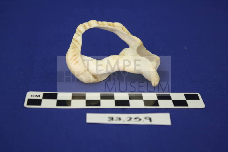 Decorative Shell