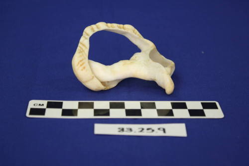 Decorative Shell