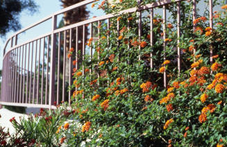 Hideaway Lodge Motel Fence, 1461 E. Apache