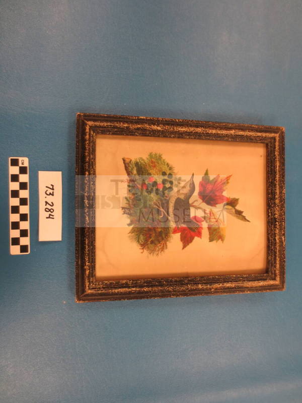 Framed Print of a Bird