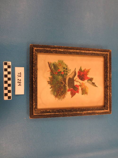 Framed Print of a Bird