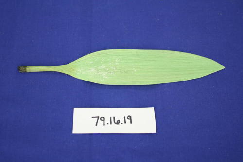 Green spun glass leaf