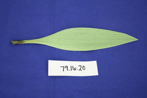 Green spun glass leaf