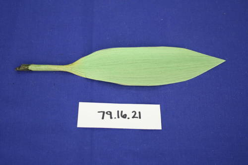 Green spun glass leaf