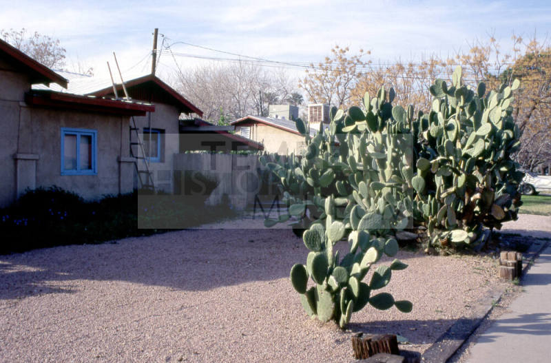Color picture of prickly pear cactus plants in front of a house in Tempe