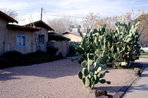 Color picture of prickly pear cactus plants in front of a house in Tempe