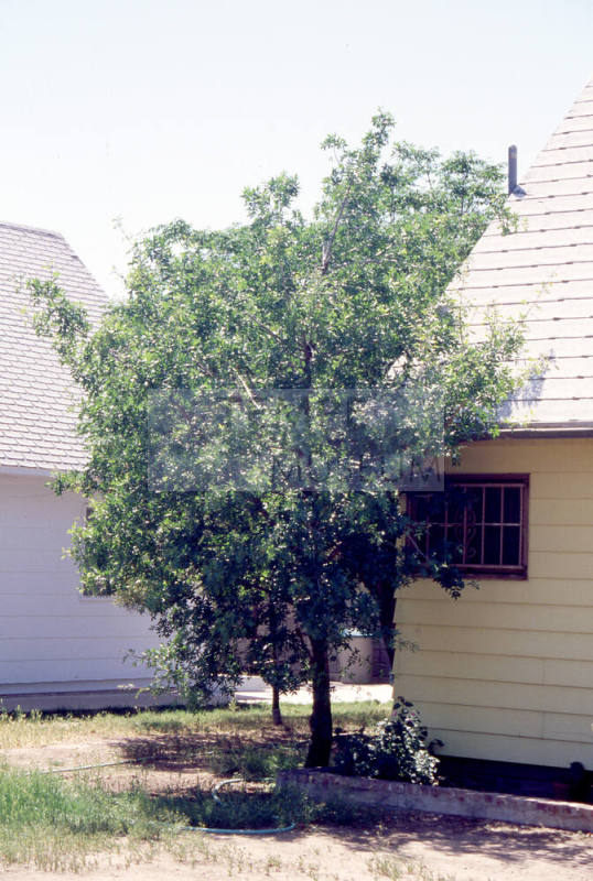 Residences in 1100 block of S. Farmer Ave.