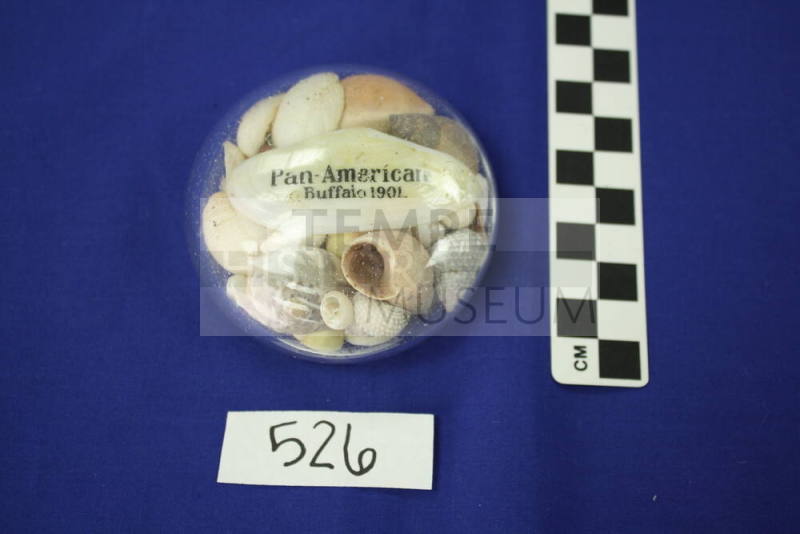 Shells - sea - 11 decorative