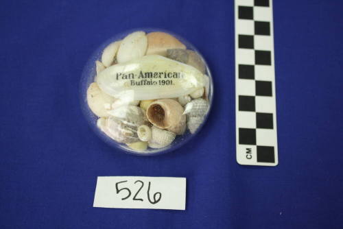 Shells - sea - 11 decorative