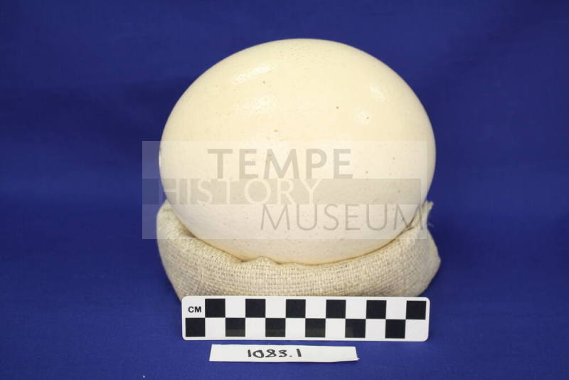 Ostrich Egg