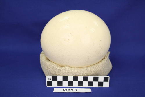 Ostrich Egg
