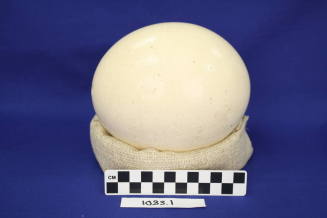 Ostrich Egg