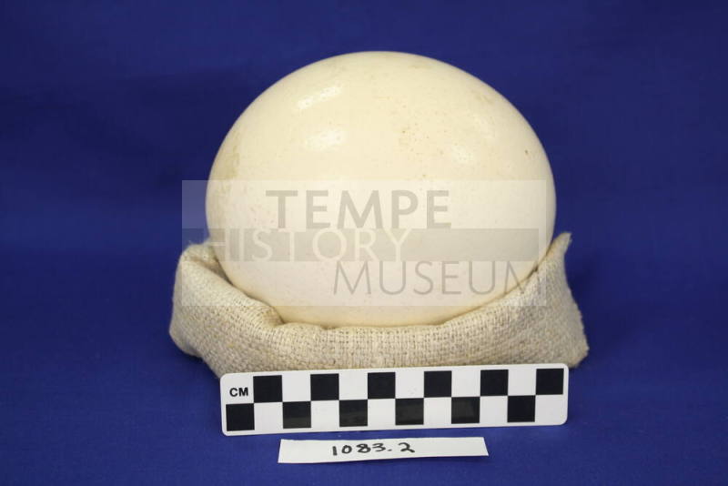 Ostrich Egg