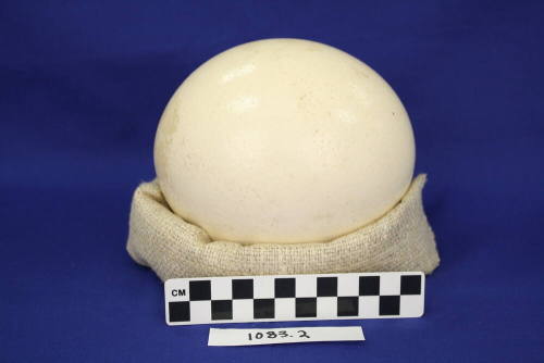 Ostrich Egg