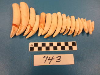 Alligator Teeth