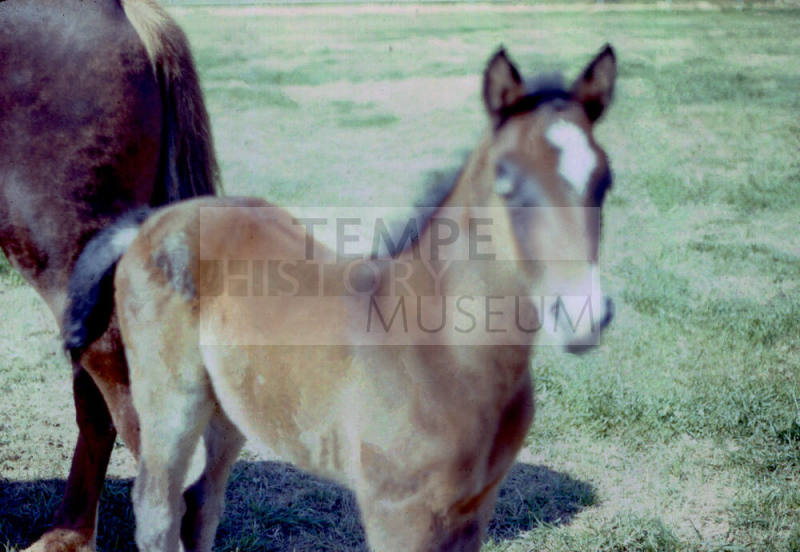 Carnal's Horses in Calle de Caballos