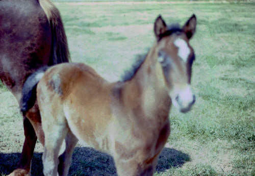 Carnal's Horses in Calle de Caballos