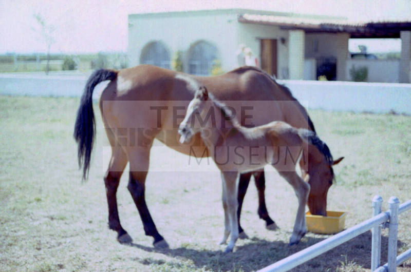 Carnal Family's Horses in Calle de Caballos