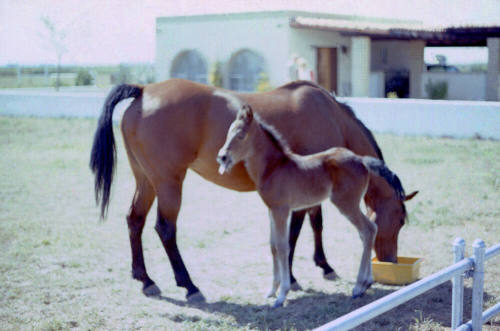 Carnal Family's Horses in Calle de Caballos