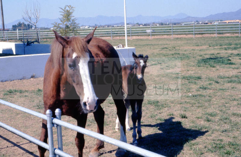 Horses at Carnal Home in Calle de Caballos