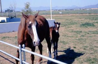 Horses at Carnal Home in Calle de Caballos