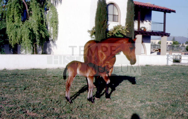 Horses at Carnal family house in Calle de Caballos