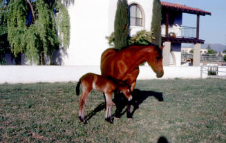 Horses at Carnal family house in Calle de Caballos