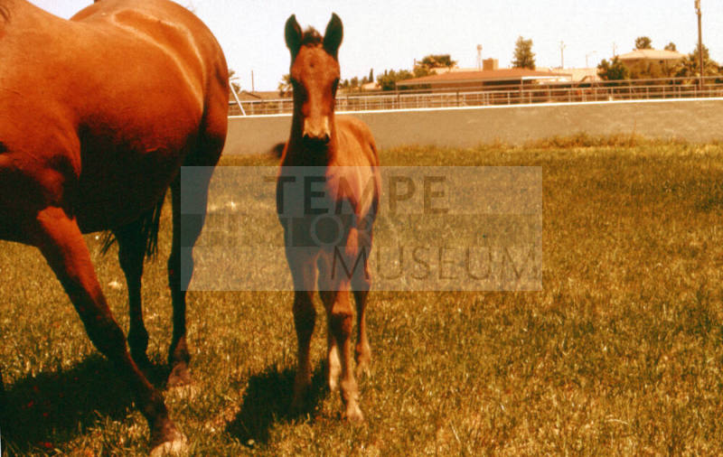 Carnal family horses in Calle de Caballos