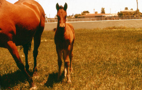 Carnal family horses in Calle de Caballos