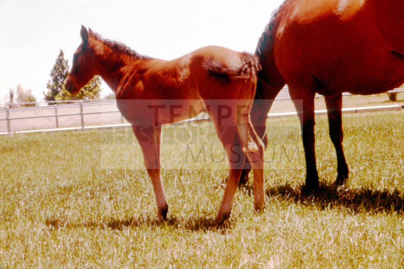 Carnal family horses in Calle de Caballos