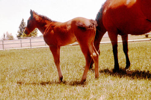 Carnal family horses in Calle de Caballos