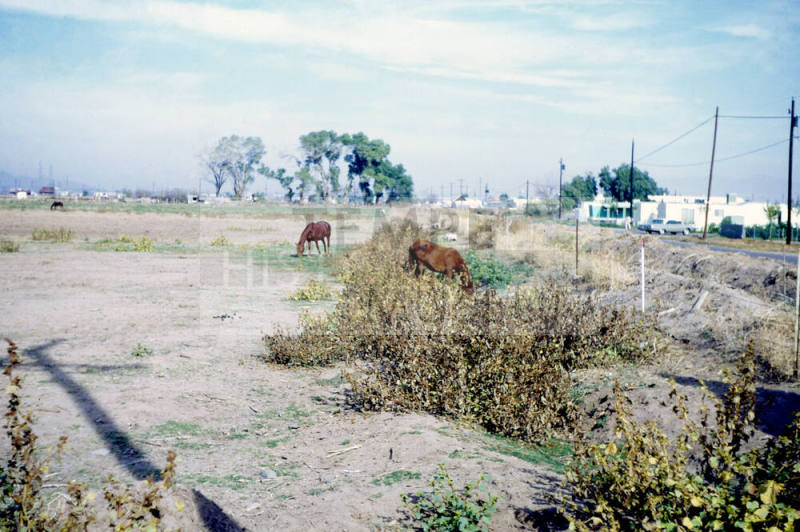 Irrigated pasture