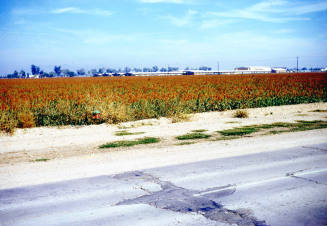 McClintock High School and farm land