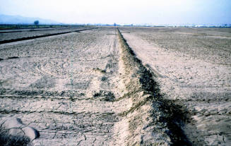 Irrigated farm land near Southern & McClintock