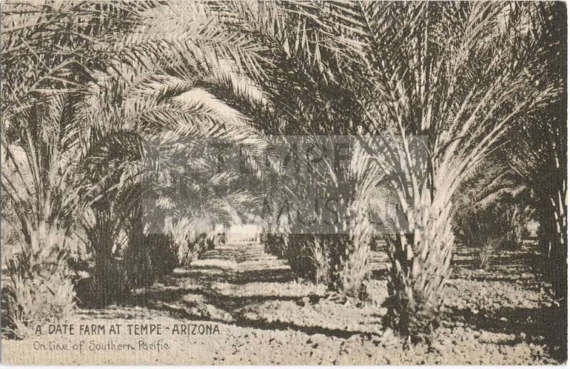 A Date Farm at Tempe