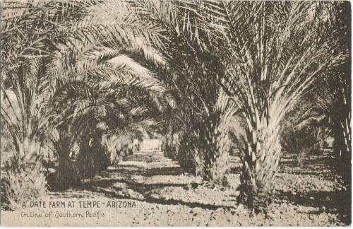 A Date Farm at Tempe