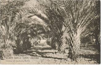 A Date Farm at Tempe