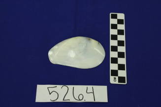 Smooth and pearlescent seashell