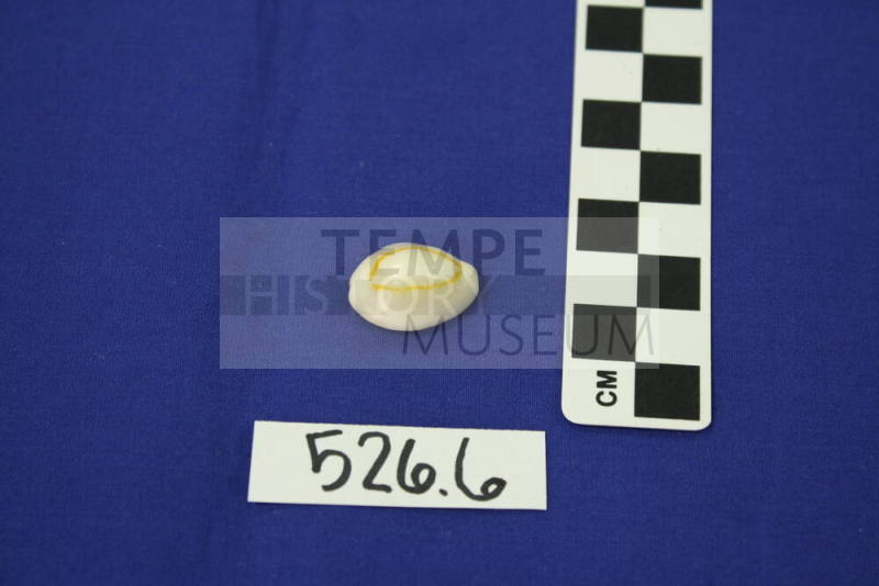 Small Cowrie Seashell